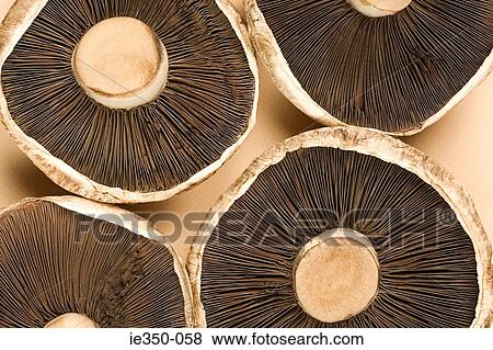 Mushrooms View Large Photo Image Stock Photo - Mushrooms. Fotosearch