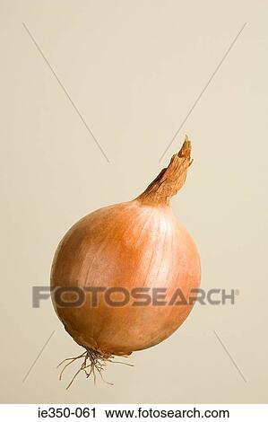 Onion View Large Photo Image Stock Image - Onion. Fotosearch