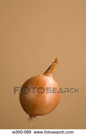 Onion View Large Photo Image Stock Photo - Onion. Fotosearch
