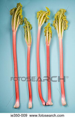 Rhubarb View Large Photo Image Stock Photo - Rhubarb. Fotosearch