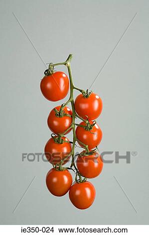Tomatoes on vine View Large Photo Image Picture - Tomatoes on vine. Fotosearch