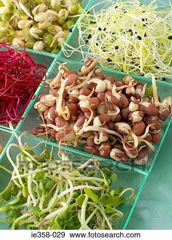 Bean sprouts View Large Photo Image Stock Photo - Bean sprouts. Fotosearch