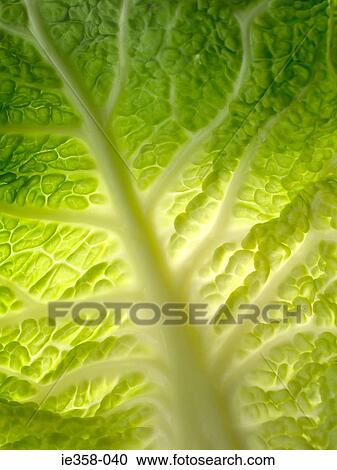 Cabbage leaf View Large Photo Image Stock Image - Cabbage leaf. Fotosearch