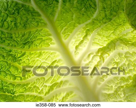 Cabbage leaf View Large Photo Image Stock Photography - Cabbage leaf. Fotosearch