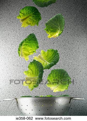 Cabbage leave falling into colander View Large Photo Image Stock Image - Cabbage leave falling into colander. Fotosearch