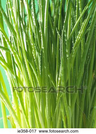 Chives View Large Photo Image Stock Photo - Chives. Fotosearch