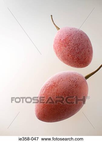 Frozen plums View Large Photo Image Stock Photo - Frozen plums. Fotosearch