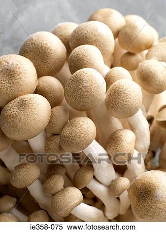 Stock Photography - Mushrooms. Fotosearch