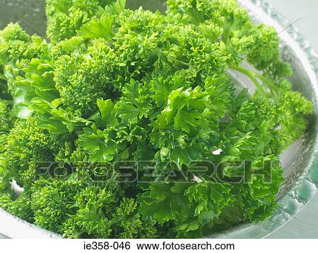 Parsley in a bowl View Large Photo Image Stock Photograph - Parsley in a bowl. Fotosearch