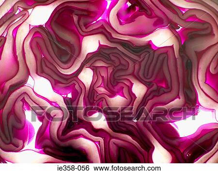 Stock Photograph - Red cabbage. Fotosearch