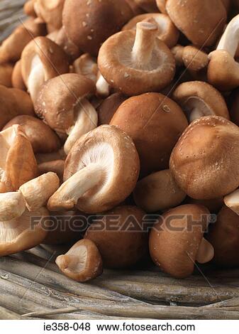 Shiitake mushrooms View Large Photo Image Stock Photo - Shiitake mushrooms. Fotosearch