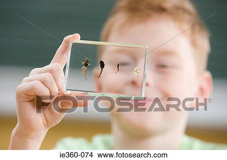 Boy with tadpole stages in glass View Large Photo Image Picture - Boy with tadpole stages in glass. Fotosearch
