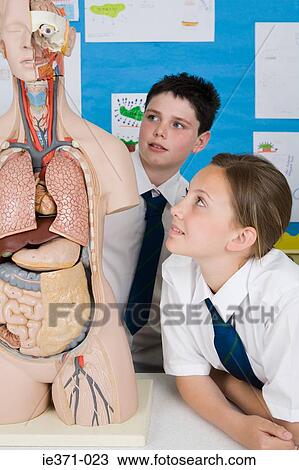 School students looking at anatomical model View Large Photo Image Stock Image - School students looking at anatomical model. Fotosearch