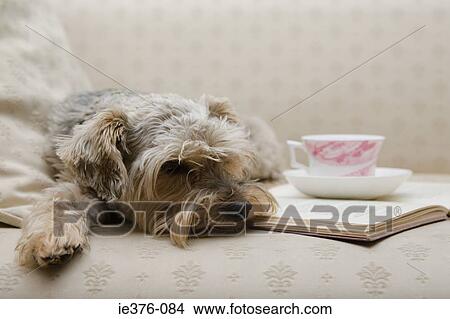 Cute dog with tea and a book View Large Photo Image Picture - Cute dog with tea and a book. Fotosearch