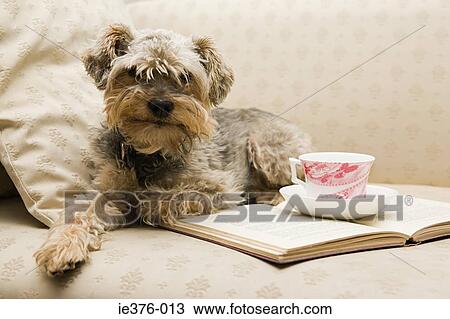 Stock Image - Cute dog with tea and a book. Fotosearch