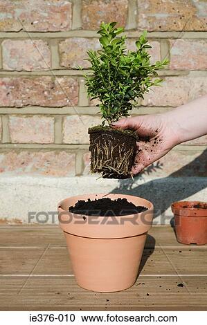 Stock Image - Person gardening. Fotosearch