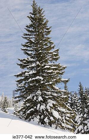 Fir trees covered in snow View Large Photo Image Stock Image - Fir trees covered in snow. Fotosearch