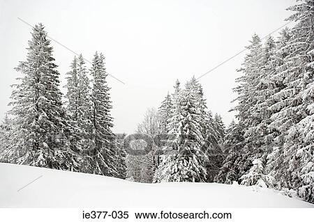 Stock Photography - Fir trees covered in snow. Fotosearch