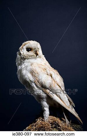 A stuffed owl View Large Photo Image Stock Photo - A stuffed owl. Fotosearch