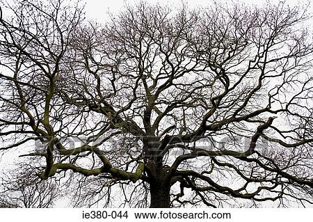 Bare tree View Large Photo Image Picture - Bare tree. Fotosearch