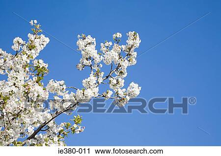 Blossoming tree in spring View Large Photo Image Stock Image - Blossoming tree in spring. Fotosearch
