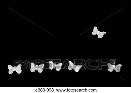Butterfly flying away from others View Large Photo Image Stock Photo - Butterfly flying away from others. Fotosearch