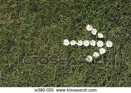 Daisies in the shape of an arrow View Large Photo Image Stock Photography - Daisies in the shape of an arrow. Fotosearch