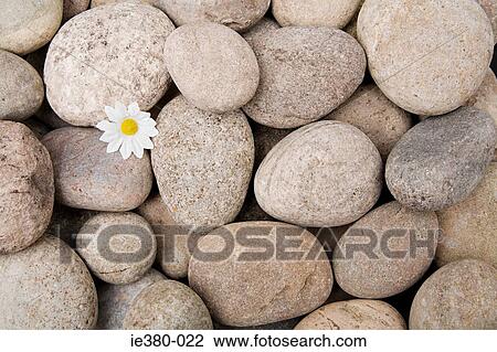 Daisy growing from pebbles View Large Photo Image Stock Image - Daisy growing from pebbles. Fotosearch