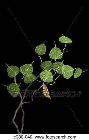 Dead leaf on a plant View Large Photo Image Stock Image - Dead leaf on a plant. Fotosearch