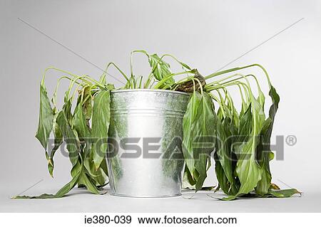 Dying plant in a bucket View Large Photo Image Stock Photo - Dying plant in a bucket. Fotosearch