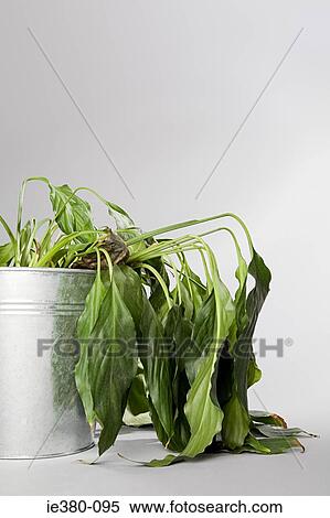 Dying plant in a bucket View Large Photo Image Stock Photography - Dying plant in a bucket. Fotosearch