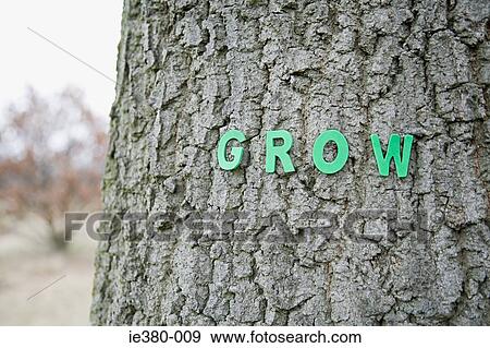 Grow letters on a tree trunk View Large Photo Image Stock Photo - Grow letters on a tree trunk. Fotosearch