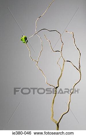 Leaves sprouting from dead branch View Large Photo Image Stock Photograph - Leaves sprouting from dead branch. Fotosearch