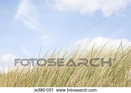 Marram grass and sky View Large Photo Image Stock Image - Marram grass and sky. Fotosearch