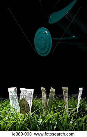 Money growing from a lawn View Large Photo Image Stock Image - Money growing from a lawn. Fotosearch