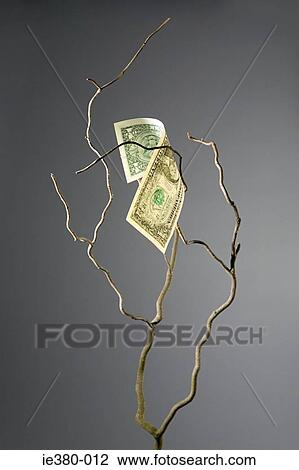 One dollar bill on a branch View Large Photo Image Stock Image - One dollar bill on a branch. Fotosearch