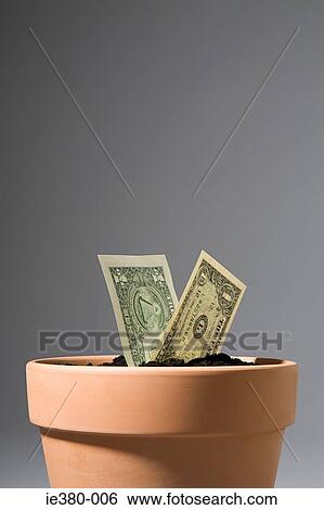 One dollar note growing from pot View Large Photo Image Stock Photograph - One dollar note growing from pot. Fotosearch
