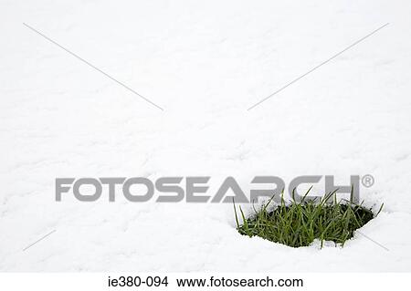 Patch of grass in thawing snow View Large Photo Image Picture - Patch of grass in thawing snow. Fotosearch