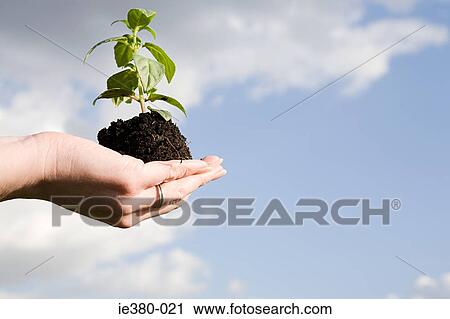Stock Image - Person holding soil and a sapling. Fotosearch