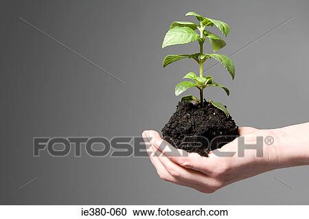 Person holding soil and a sapling View Large Photo Image Stock Image - Person holding soil and a sapling. Fotosearch