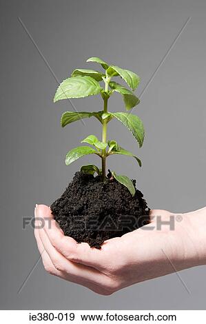 Person holding soil and a sapling View Large Photo Image Stock Photo - Person holding soil and a sapling. Fotosearch