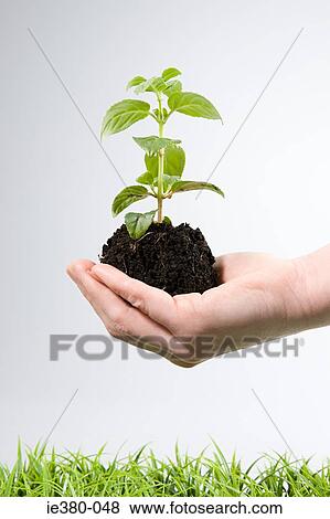 Person holding soil and a sapling View Large Photo Image Stock Photo - Person holding soil and a sapling. Fotosearch