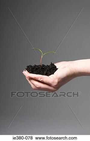 Person holding soil and a sapling View Large Photo Image Stock Photo - Person holding soil and a sapling. Fotosearch