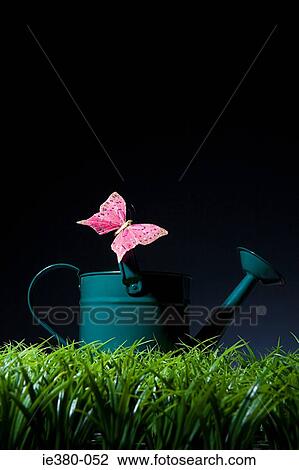 Pink butterfly on a watering can View Large Photo Image Stock Image - Pink butterfly on a watering can. Fotosearch
