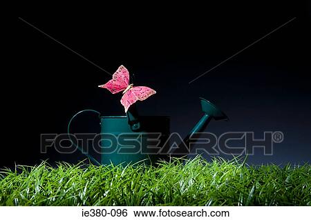 Pink butterfly on a watering can View Large Photo Image Stock Photograph - Pink butterfly on a watering can. Fotosearch