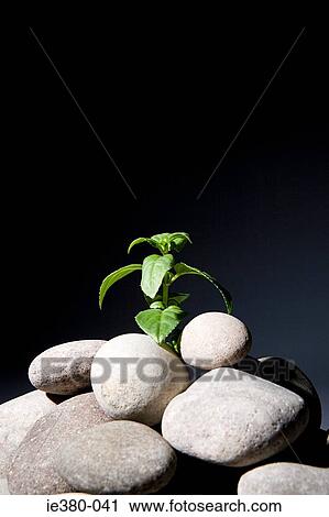 Stock Image - Plant growing from pebbles. Fotosearch