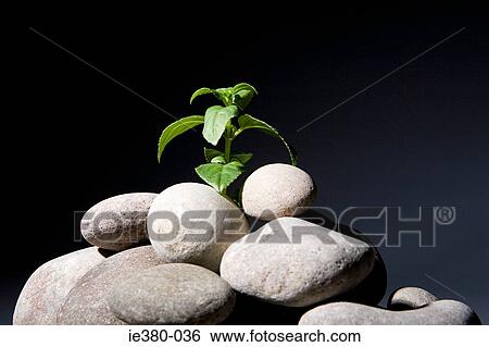Plant growing from pebbles View Large Photo Image Stock Photograph - Plant growing from pebbles. Fotosearch