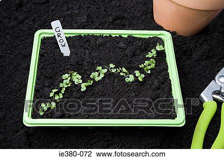 Plants in the shape of a graph View Large Photo Image Stock Image - Plants in the shape of a graph. Fotosearch