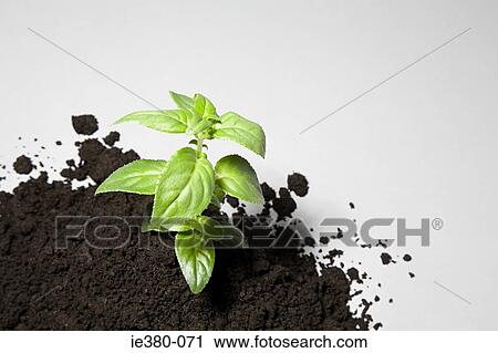 Sapling growing from mound of soil View Large Photo Image Stock Image - Sapling growing from mound of soil. Fotosearch