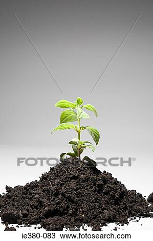 Sapling growing from mound of soil View Large Photo Image Stock Image - Sapling growing from mound of soil. Fotosearch